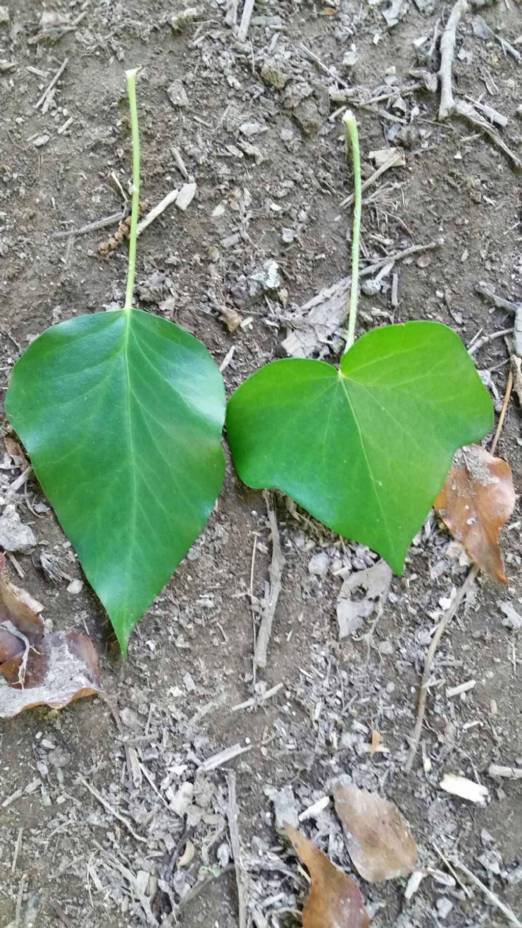 Foglie di edera  (Hedera helix  -  Araliaceae)